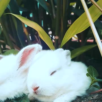 Animals Funny Videos