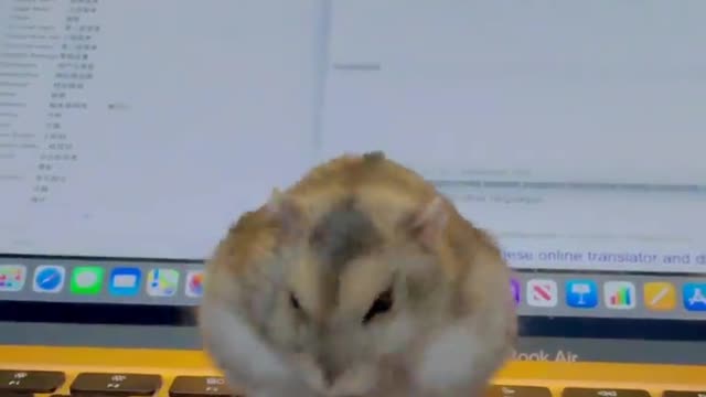 Prince Pickle: Let me help you with your work, human servant. I can 💩 on your keyboard if that helps