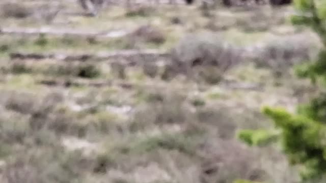 Yellowstone Elk herd