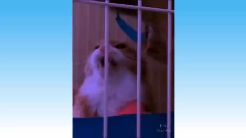 Cats world funny video