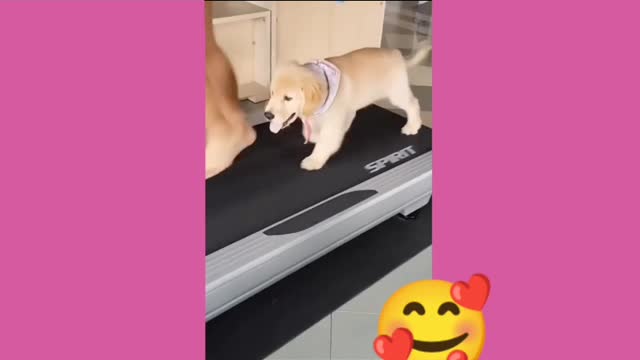 Dog has A treadmill to workout