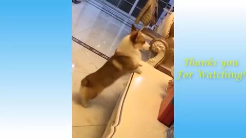 Watch the best and cutest complation of pets