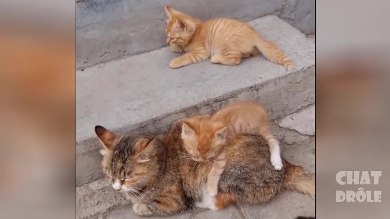 try not to laugh compilation-