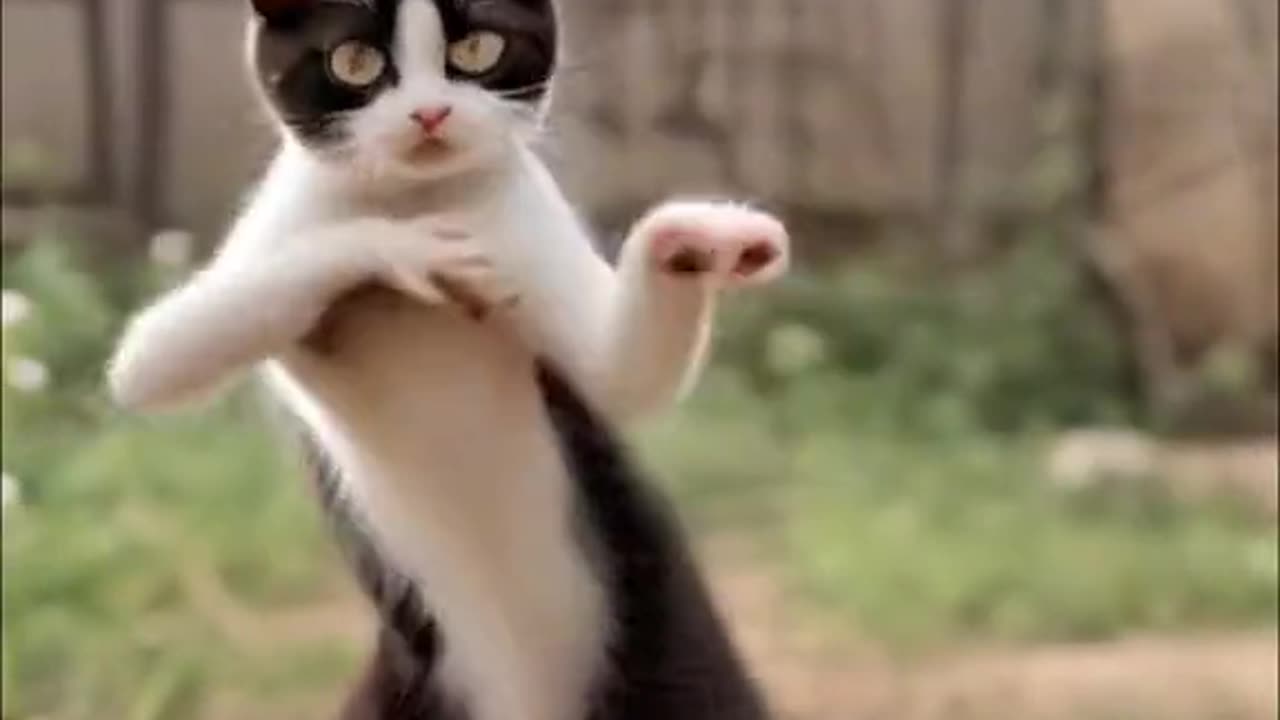 Cat dance