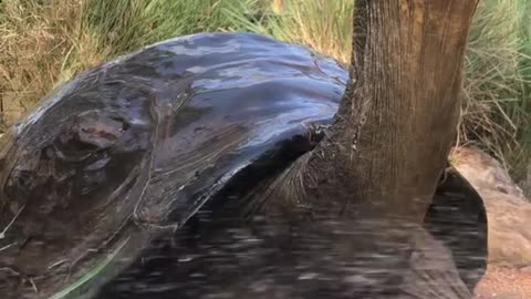 Cool shower after a long day