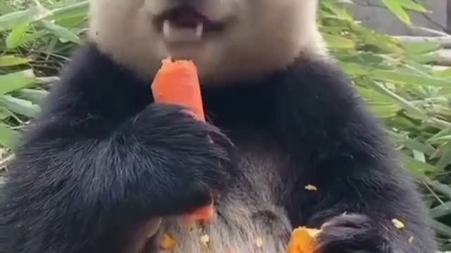 Cute Panda eating carrot crush into pieces