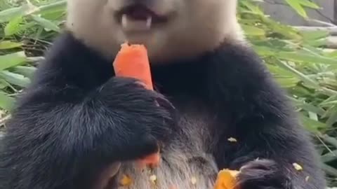 Cute Panda eating carrot crush into pieces