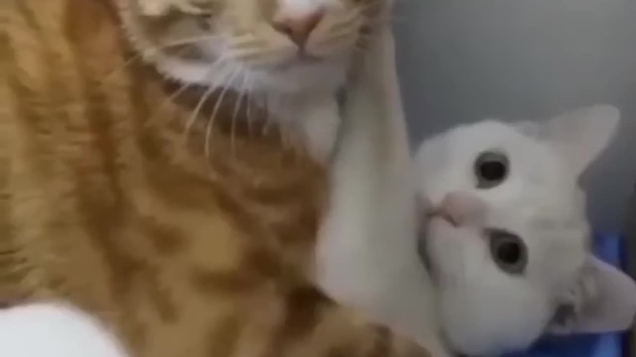 Animal funny video