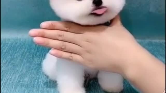 hit like button if ur a dog lover very sweetest