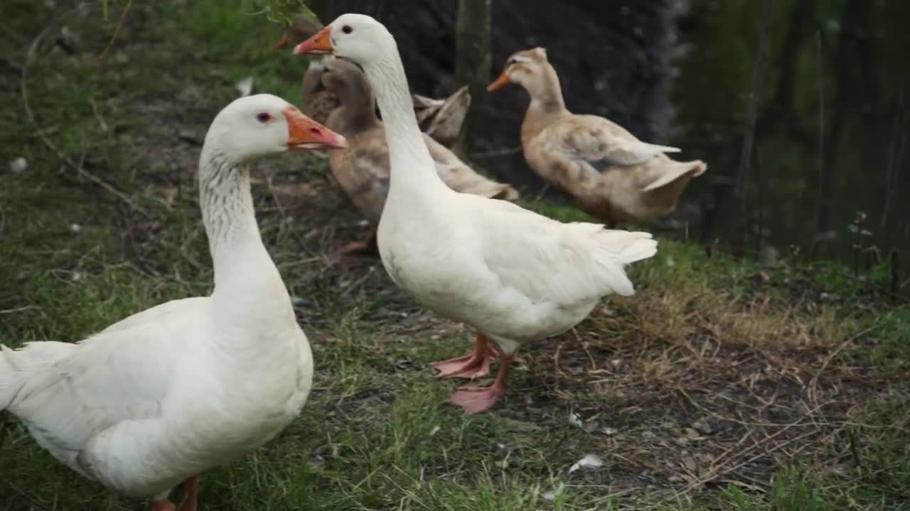 Family of ducks on the grass