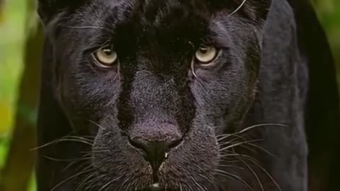 Black Panther