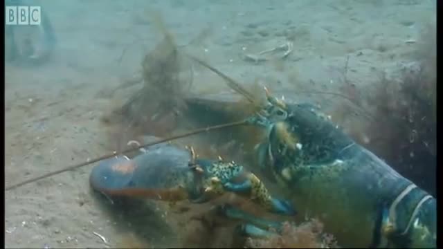 Lobsters Fighting to Breed | Blue Planet | BBC Earth