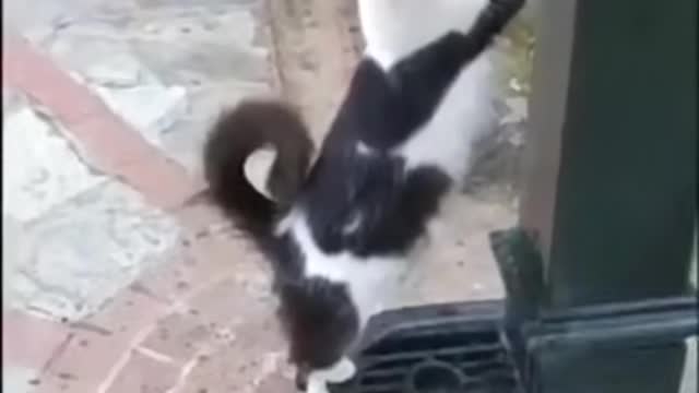Cute Cat Politely Asked a Passerby to Open the Faucet