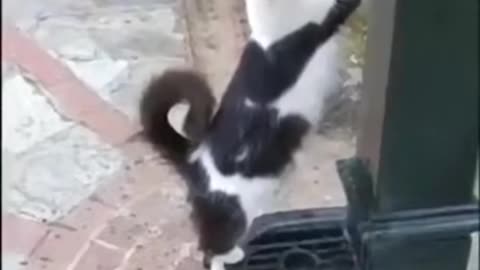 Cute Cat Politely Asked a Passerby to Open the Faucet