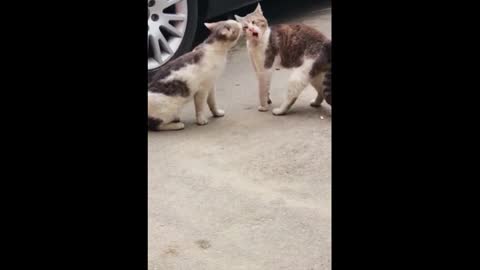 Cats are street fighters