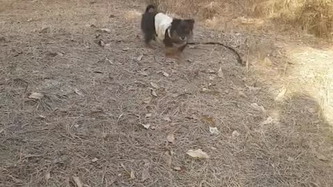 Lovely cute happy puppies taking a walk