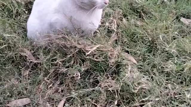 Cute Cat 🐈 Video By Kingdom of Awais