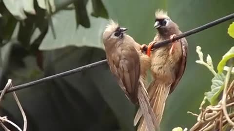 Video Of Birds Perched On A Tree Branch ·