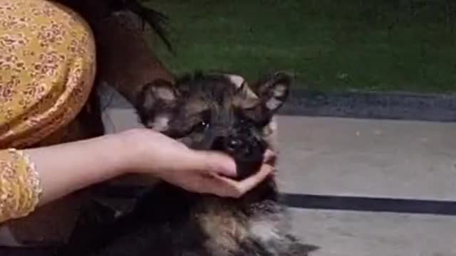 My cute dog