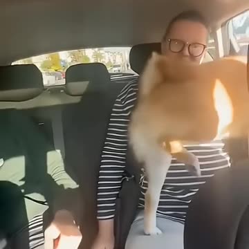 Best Funniest Animals Videos 😅 - Funny Dogs And Cats Videos 2024😇