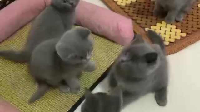 Five gray kittens