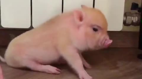 pig oink oink is so cute