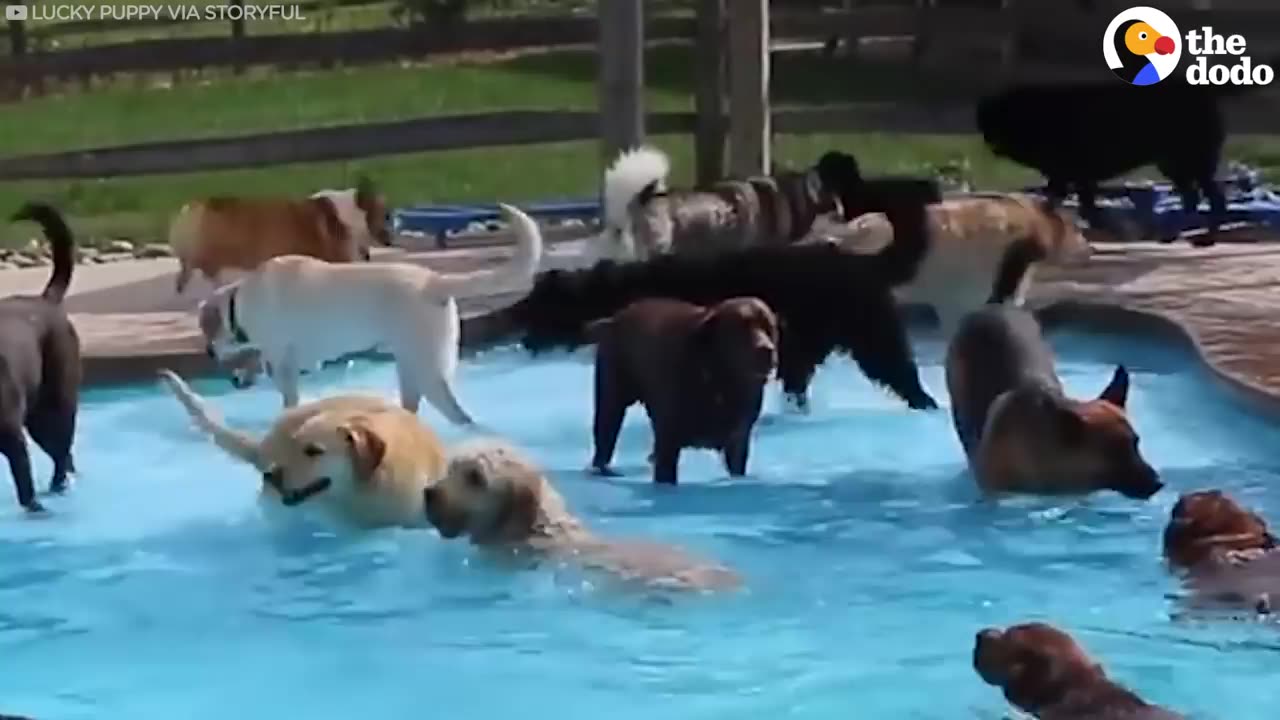 LJ Funny Dog Becomes Drama Queen on Walk!