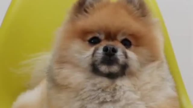 Do you like cute dogs? Watch this vedio ....