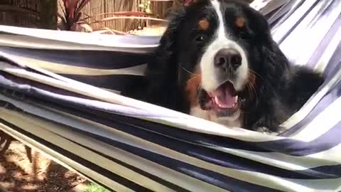 Black dog in blue hammock near two chickens