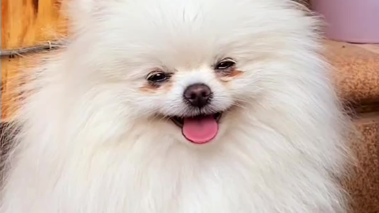 "Furry Fluffy Paws on Parade: Adorable Dog Takes a Walk!"