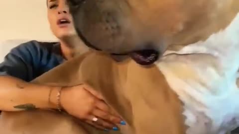 Big pitbull dog