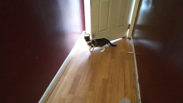 Cat scared to go out