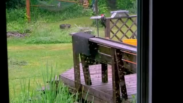 Gigantic woodpecker easily splinters cedar deck as family watch from window