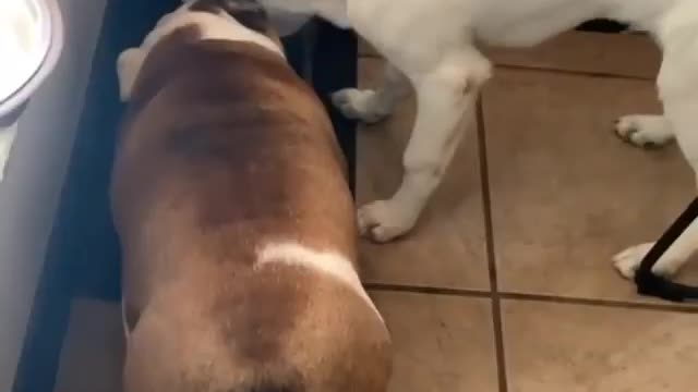 FUNNY DOG fighting for FOOD