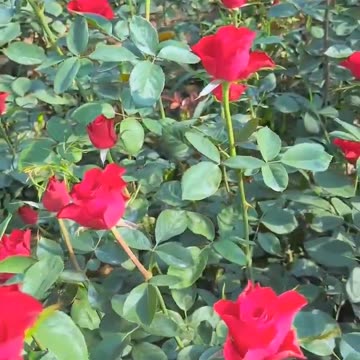 surah_talaq_urdu_translation_quran_qurantranslation_quranrecitation (3)