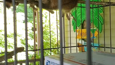 Baby raccoon eating a banana