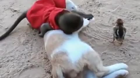 Funny kittens play Little monkey and Cat and Bird, playing, so cute cute