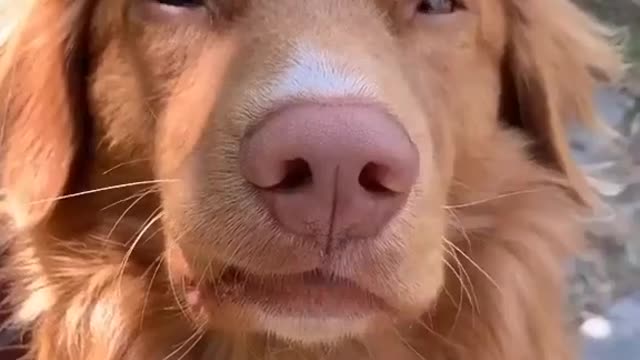 A lovely Dog and a lovely butterfly