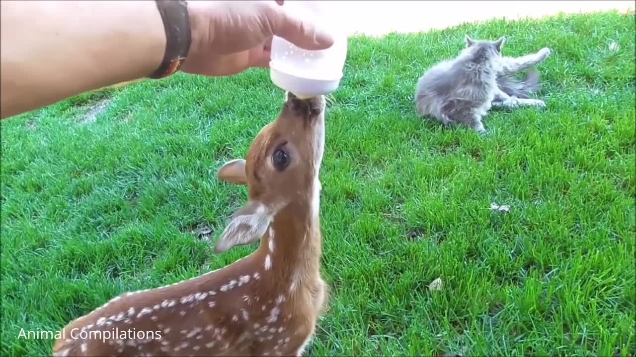 Baby Deer Jumping & Hopping