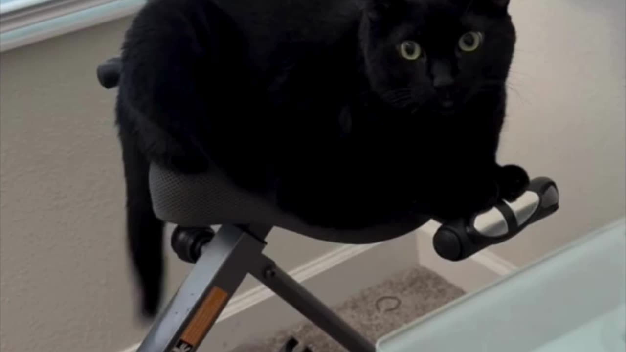 Cute Precious Piper Shows the Right Away to Exercise - Adopting a Cat from a Shelter Vlog #shorts