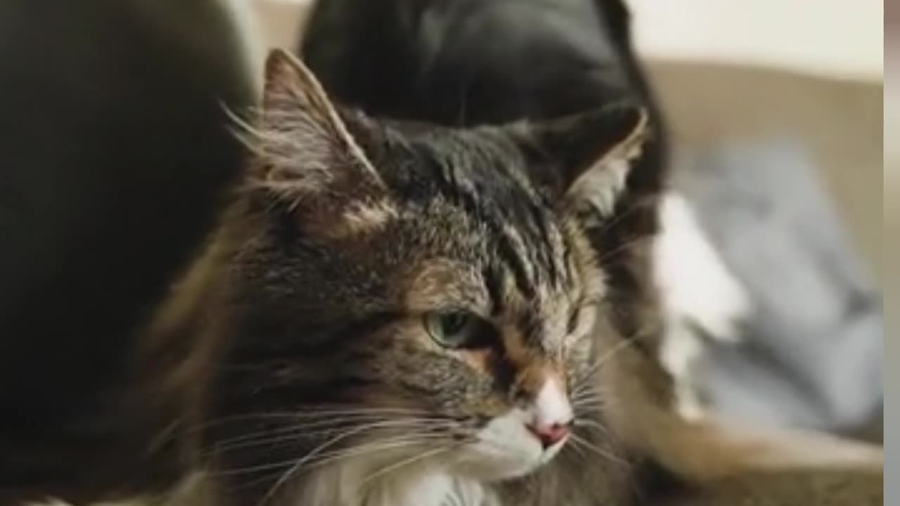 Cute cat 🐈🐈🐈😺😺😺 beautiful cat . relaxing cat