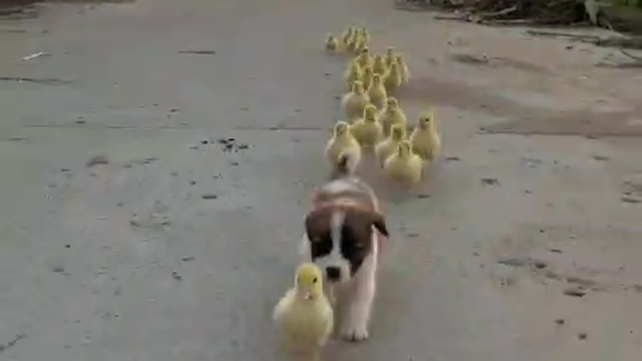 Cute puppy running with ducklings