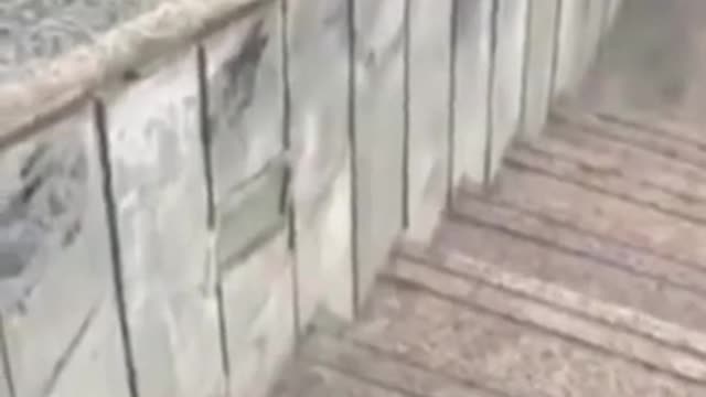 Animals Real 😹 - Best Of The 2021