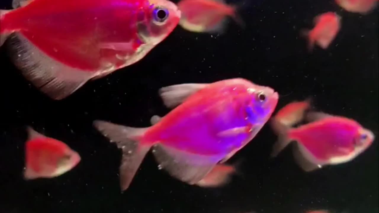 Beauty of Tetra Fish vibrant 🔴🟡🐠🟠 colors