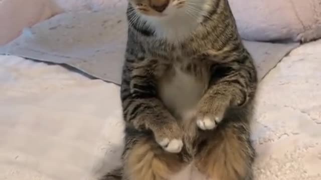 Animals can cheer you up