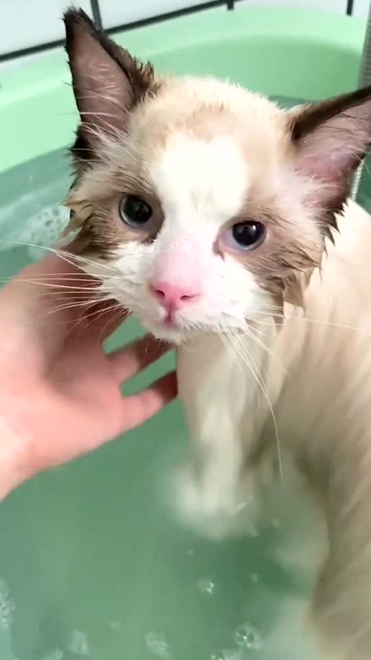 The kitten had given up the struggle