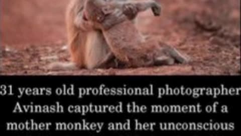 THIS IS HEARTWRENCHING💔😪 ANIMALS DO HAVE DEEP EMOTIONS..