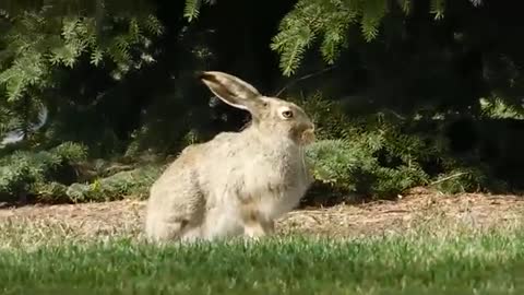 فديو الارنب