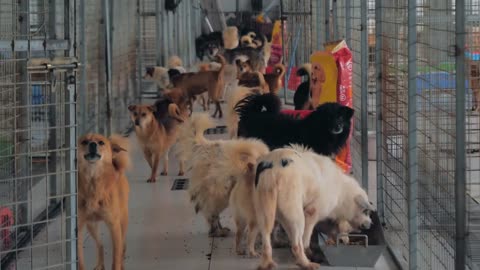 Unwanted and homeless dogs of different breeds in animal shelter