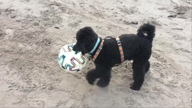 Cute Miniature Poodle Dog Running With A Football